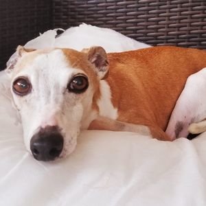 Meet your Posher, Robin